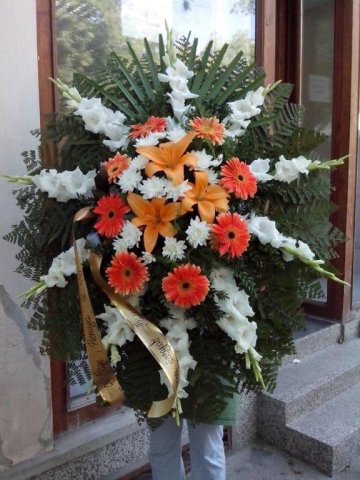 primula 15